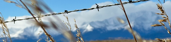 Grass with barbed wire fence and snowcapped mountains in the background