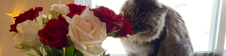 Phoenix, a tabby cat, smelling white and red roses.