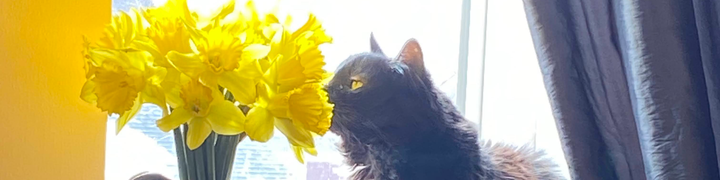 Lila, a black cat, smelling a bouquet of yellow daffodils